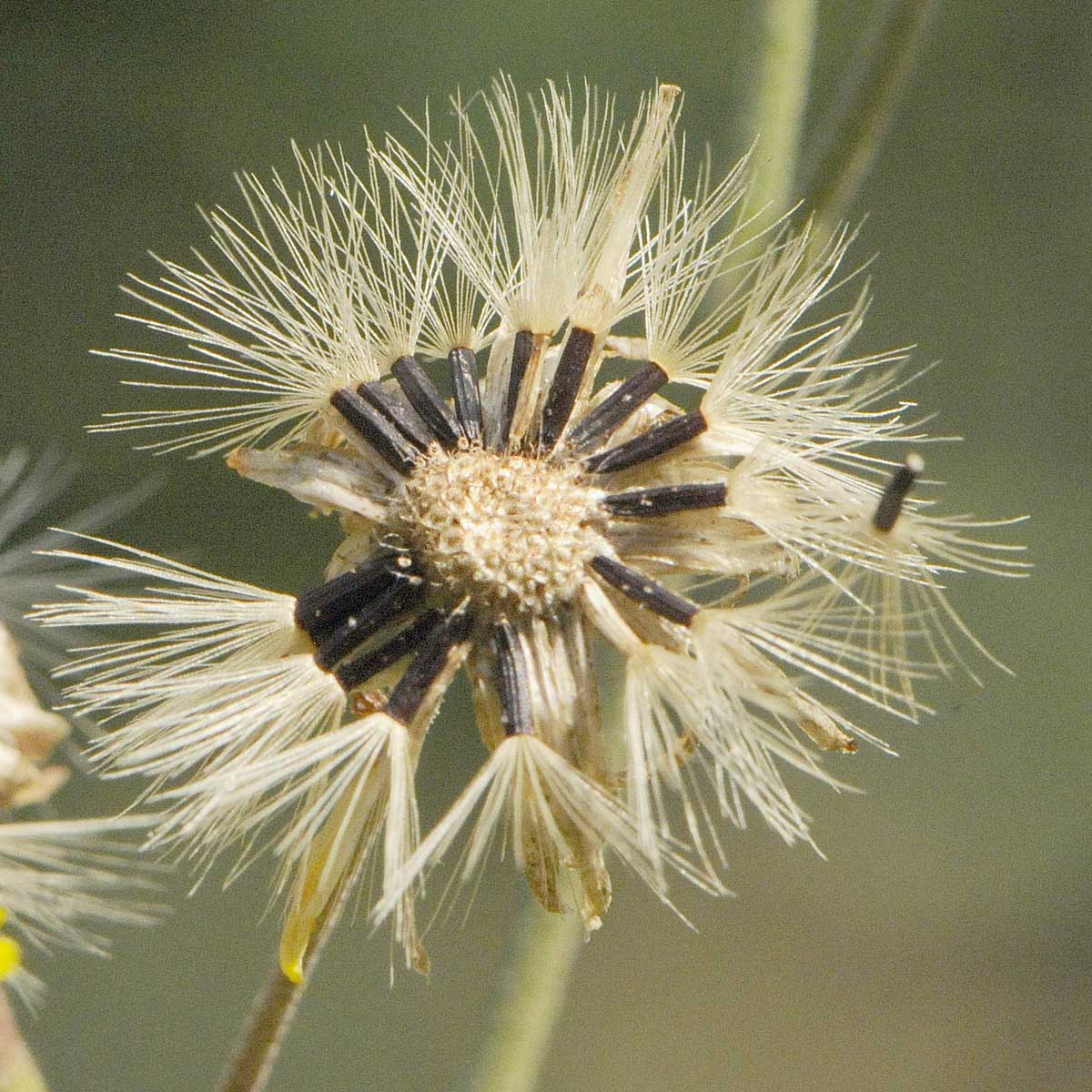 Hieracium gr. sabaudum