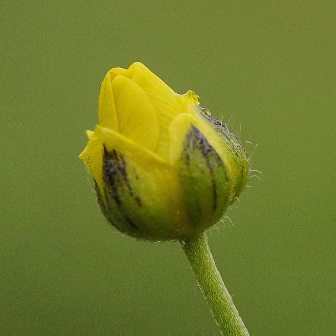 Ranunculus acris / Ranuncolo comune