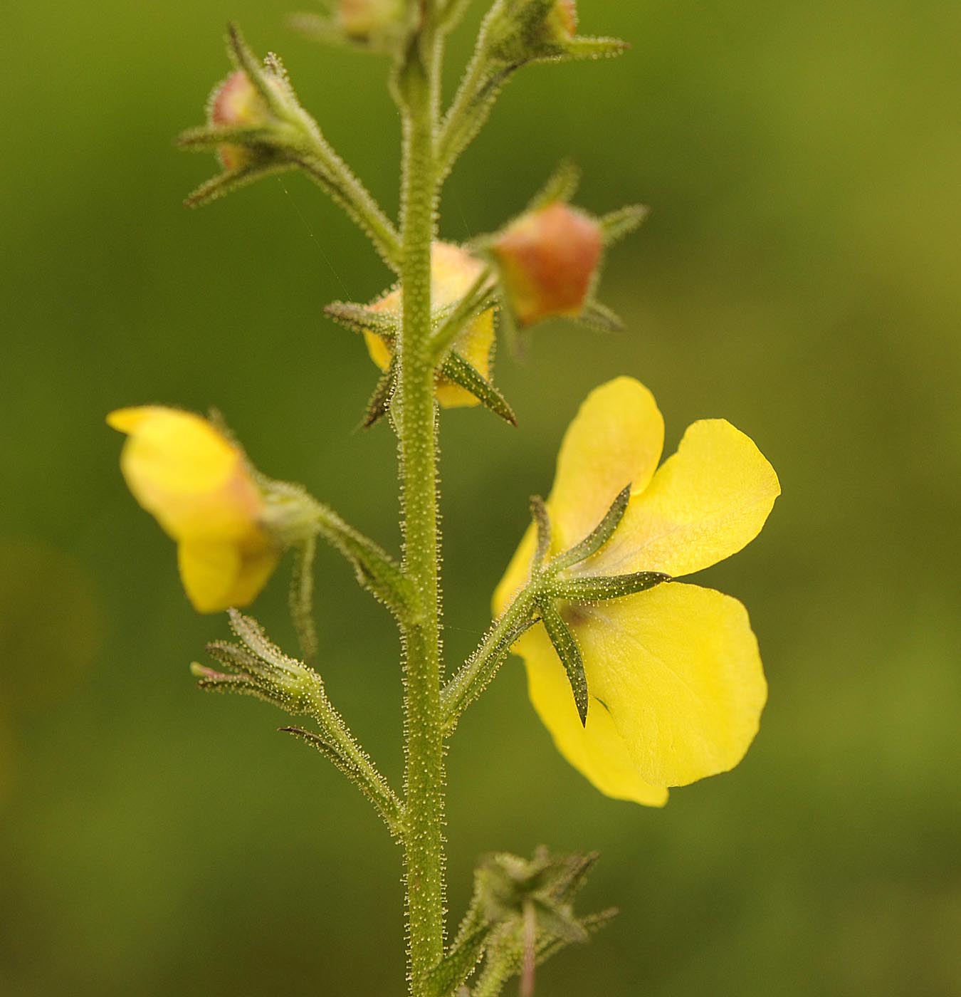 Verbascum blattaria / Verbasco polline