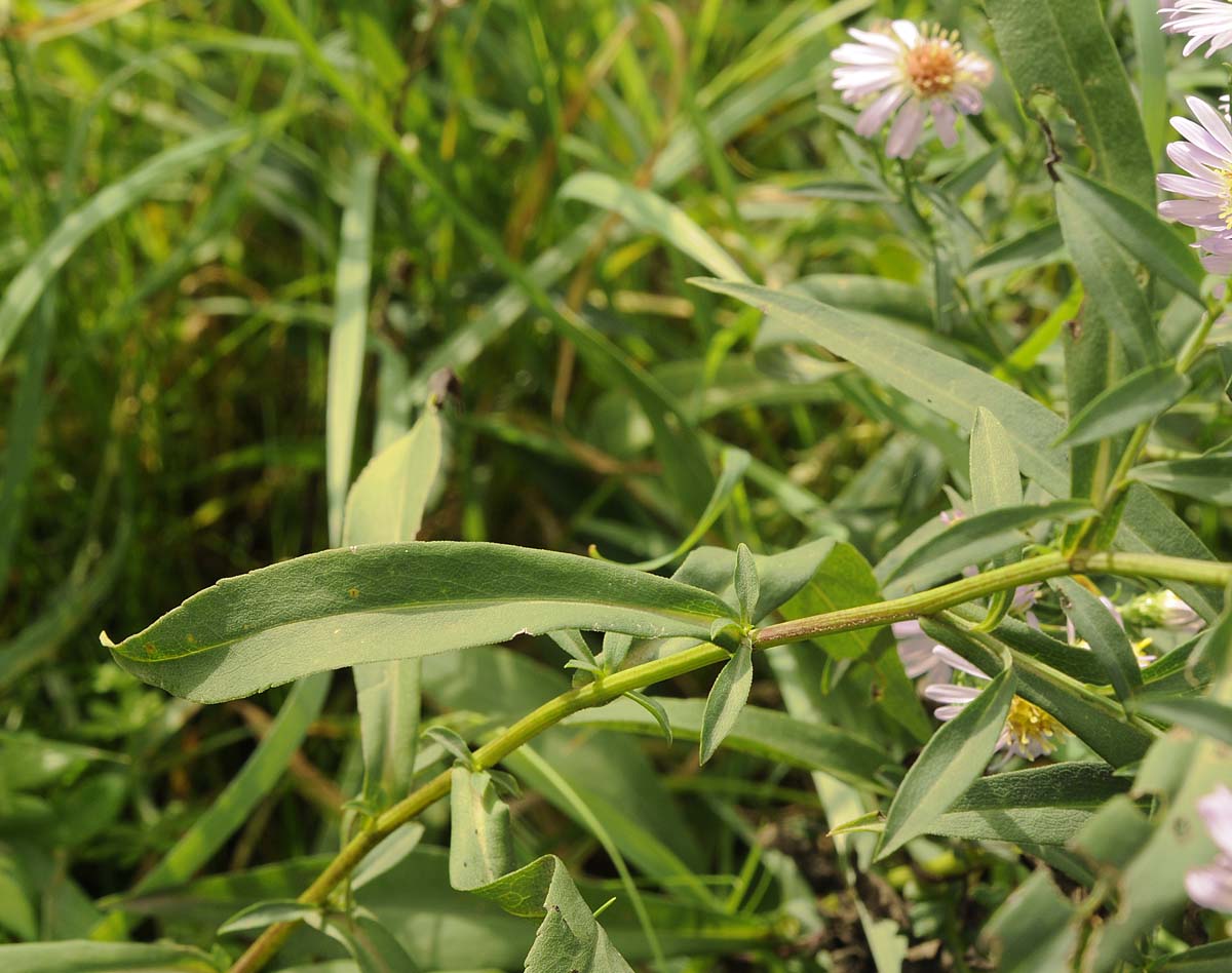 Symphyotrichum lanceolatum / Astro di Tradescant