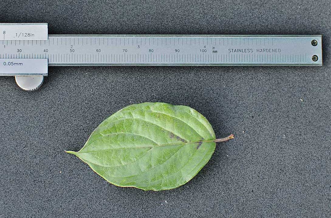 cespuglio con corimbi bianchi. - Cornus sanguinea