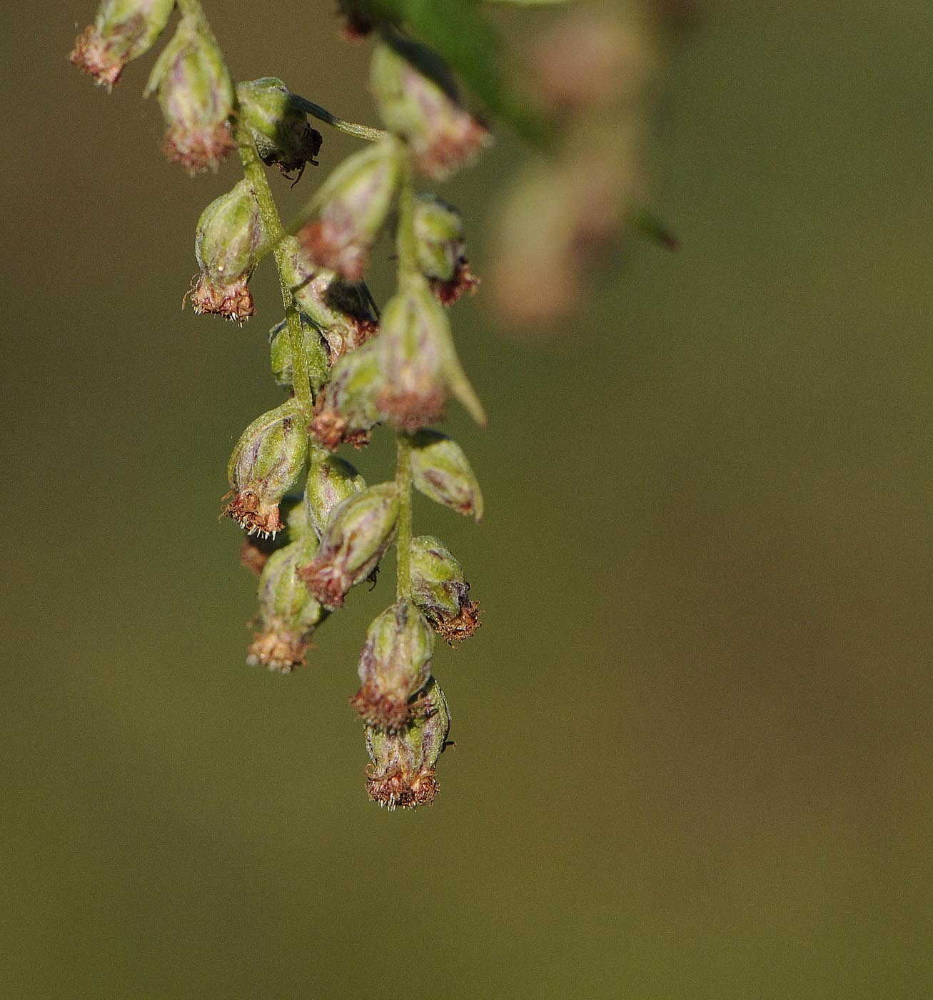 Artemisia verlotiorum / Artemisia dei fratelli Verlot