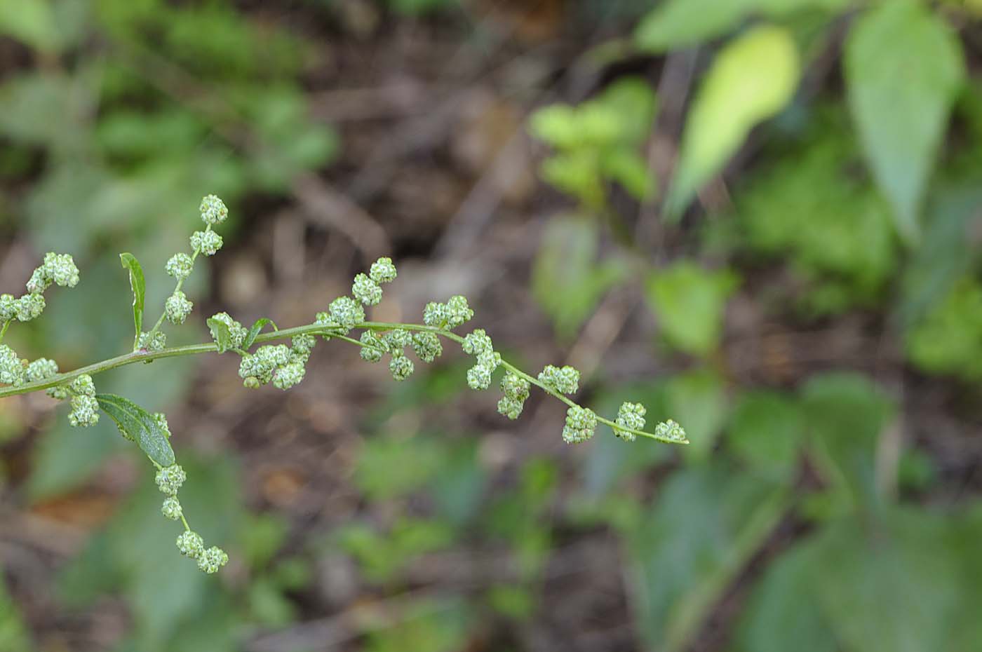 Blitum (Chenopodium) capitatum?