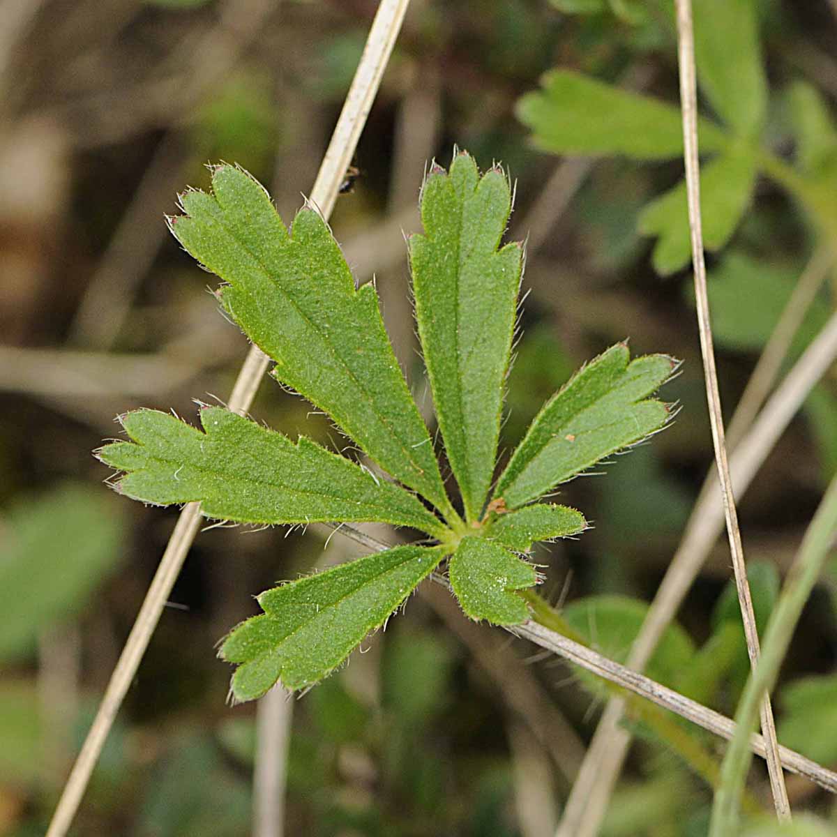 Determinare una potentilla