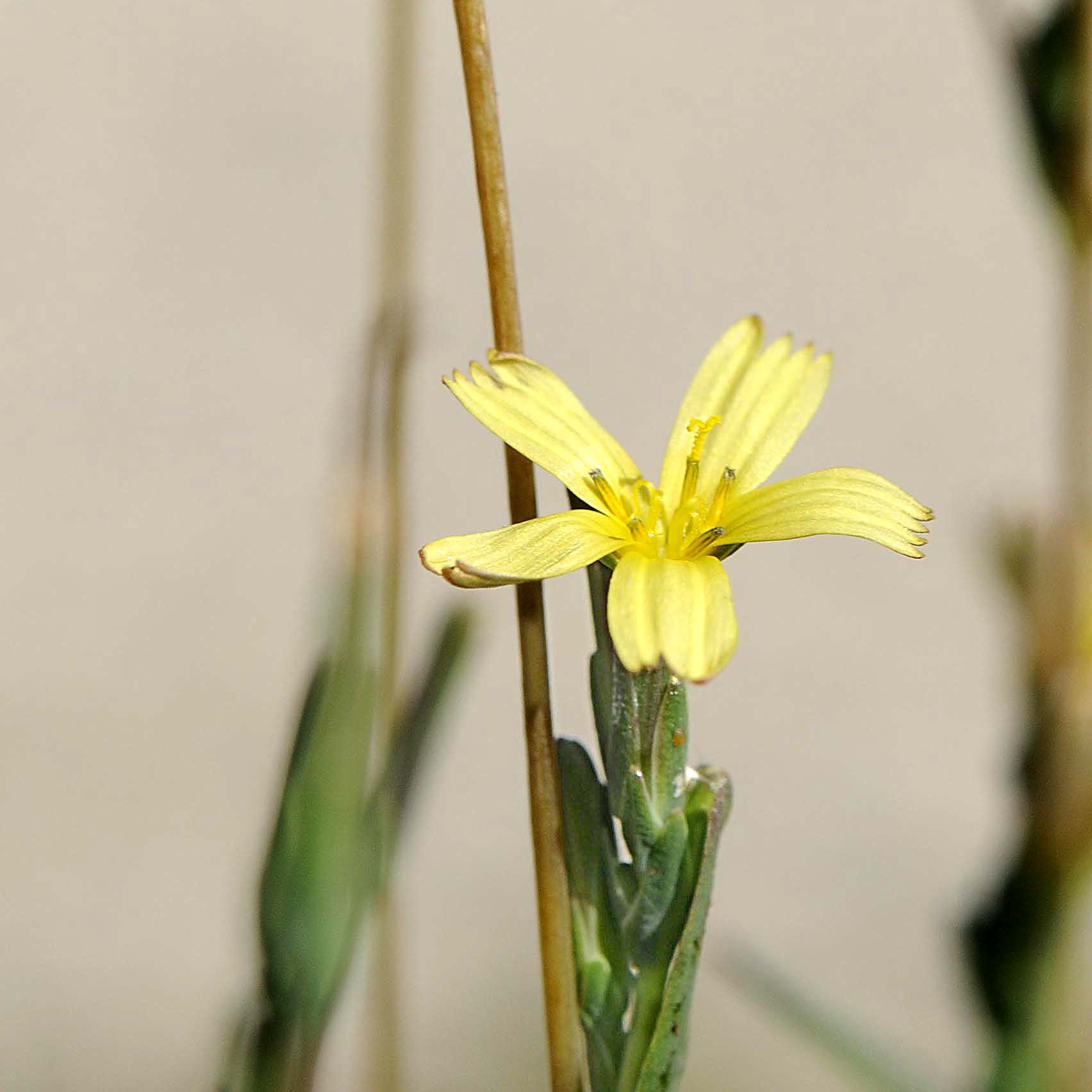 Lactuca saligna / Lattuga saligna
