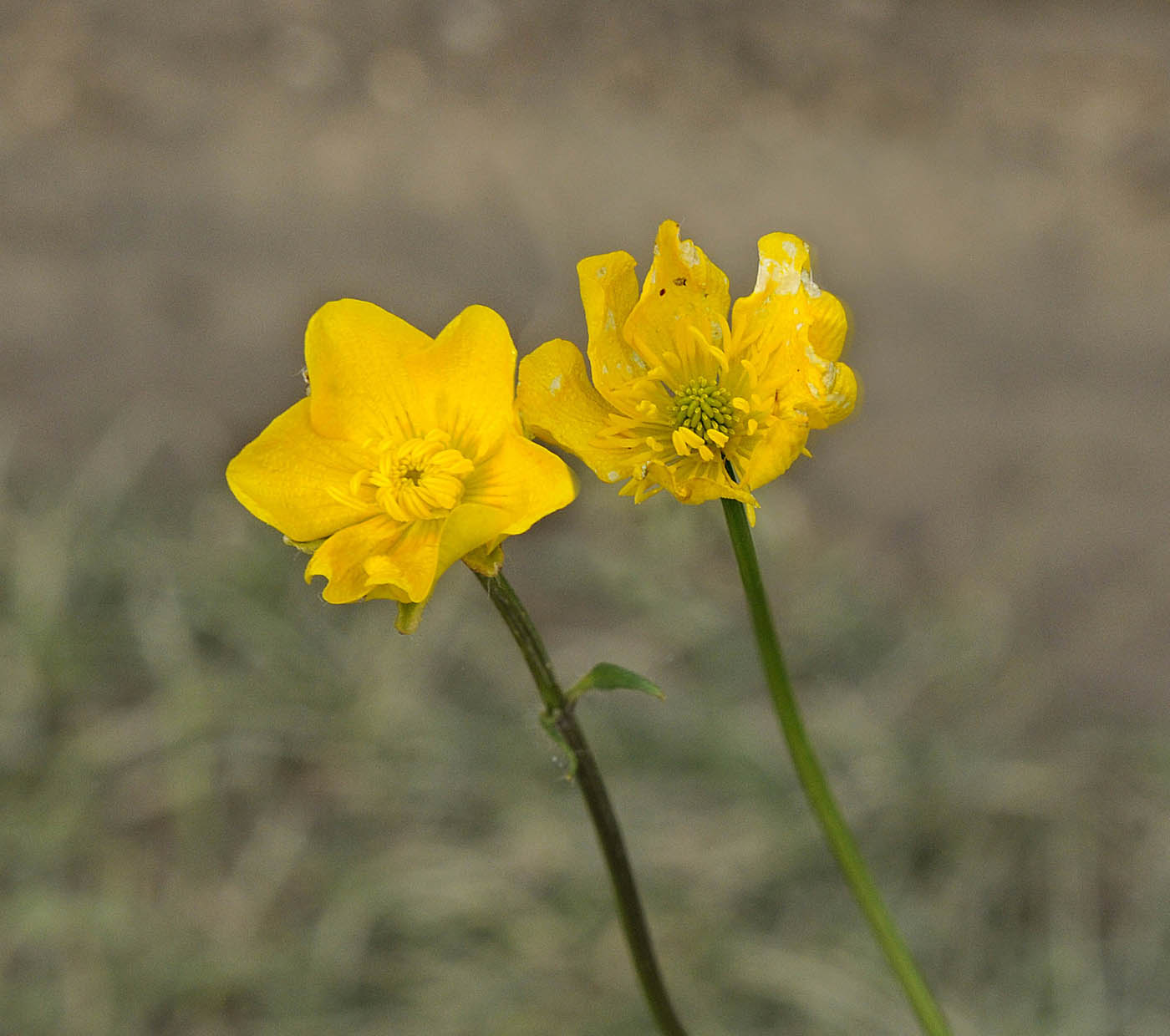 Ranunculus bulbosus  subsp. aleae