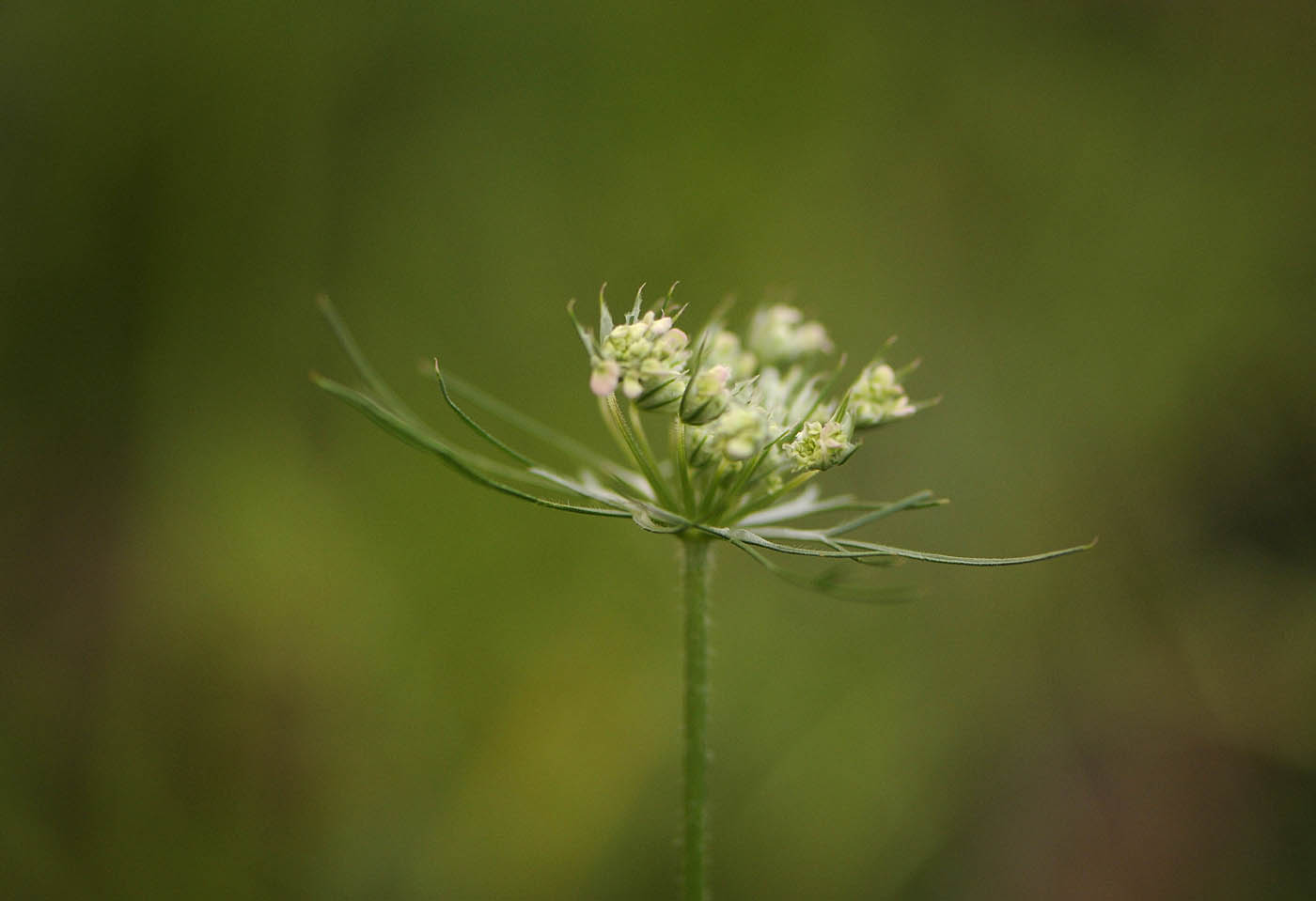 Daucus carota  / Carota selvatica