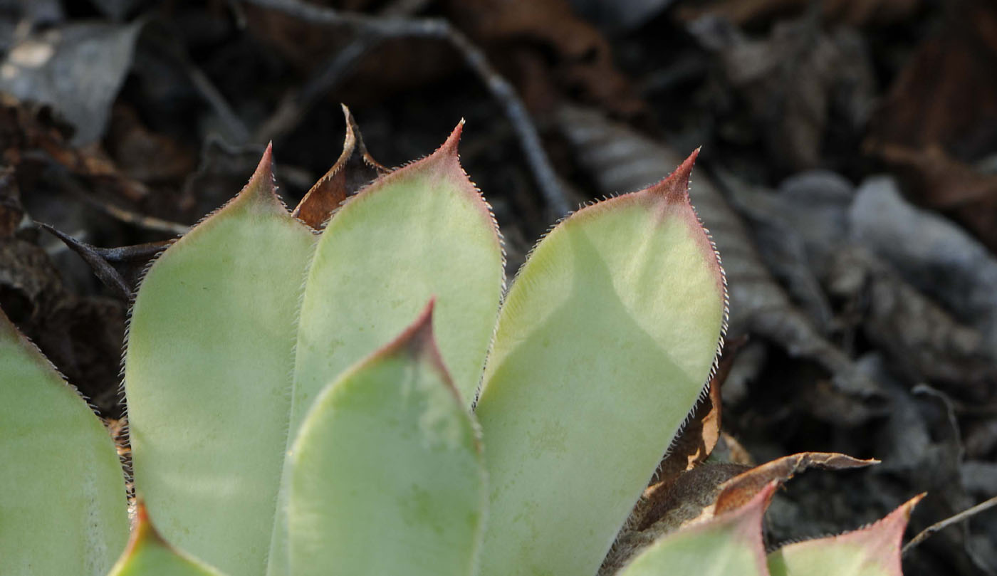 Gambugliano (VI): Sempervivum tectorum L. aggr.