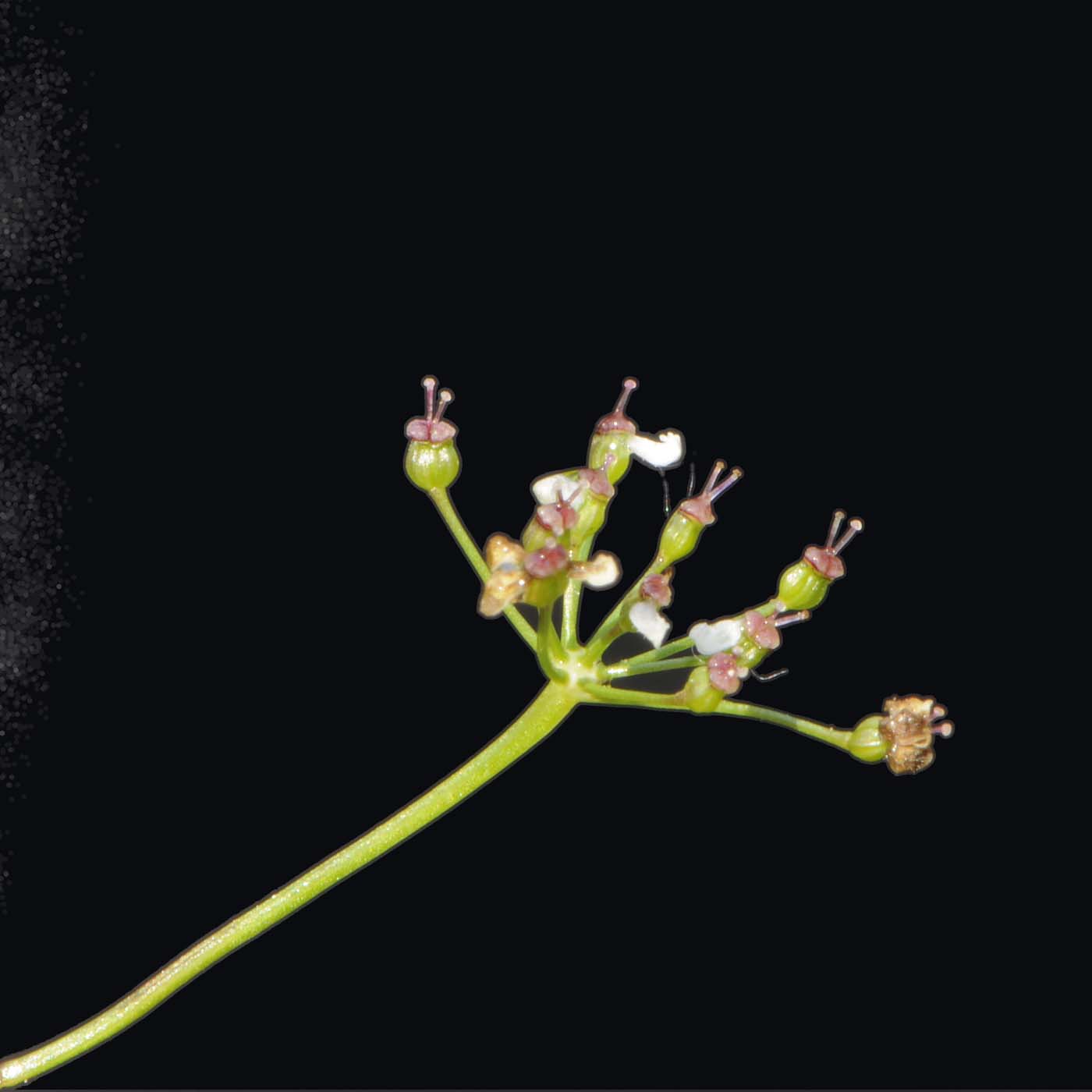 Pimpinella saxifraga /Tragoselino comune