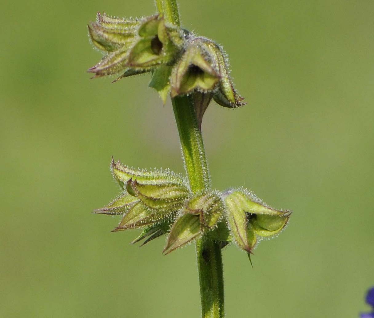 Salvia da daterminare