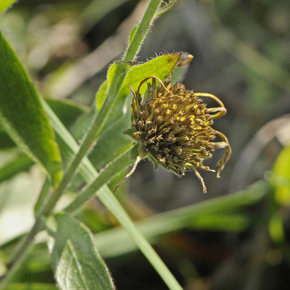 Buphthalmum salicifolium subsp salicifolium / Asteroide salicina