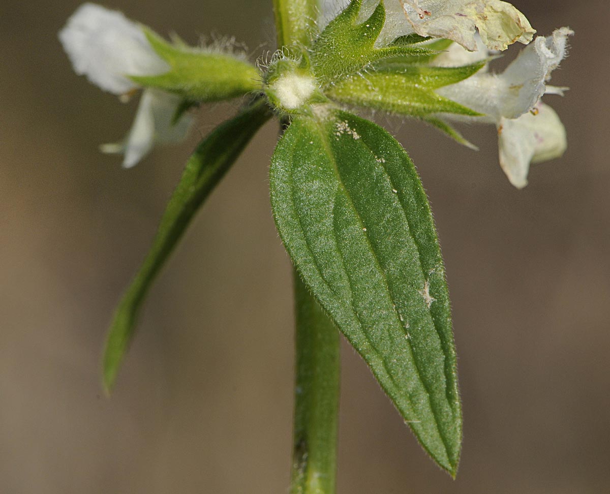 Stachys annua / Stregona annuale