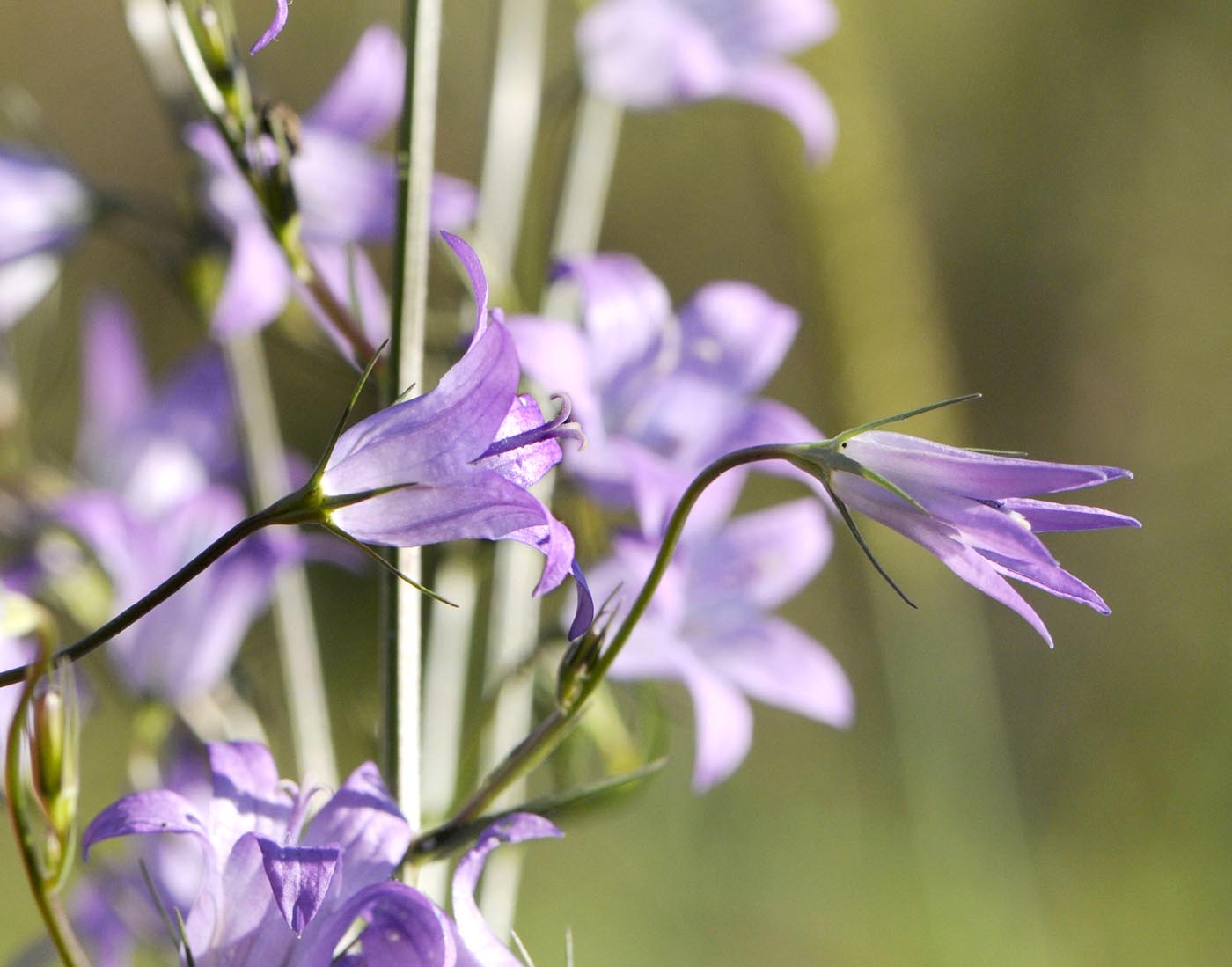 Campanula rapunculus / Raperonzolo