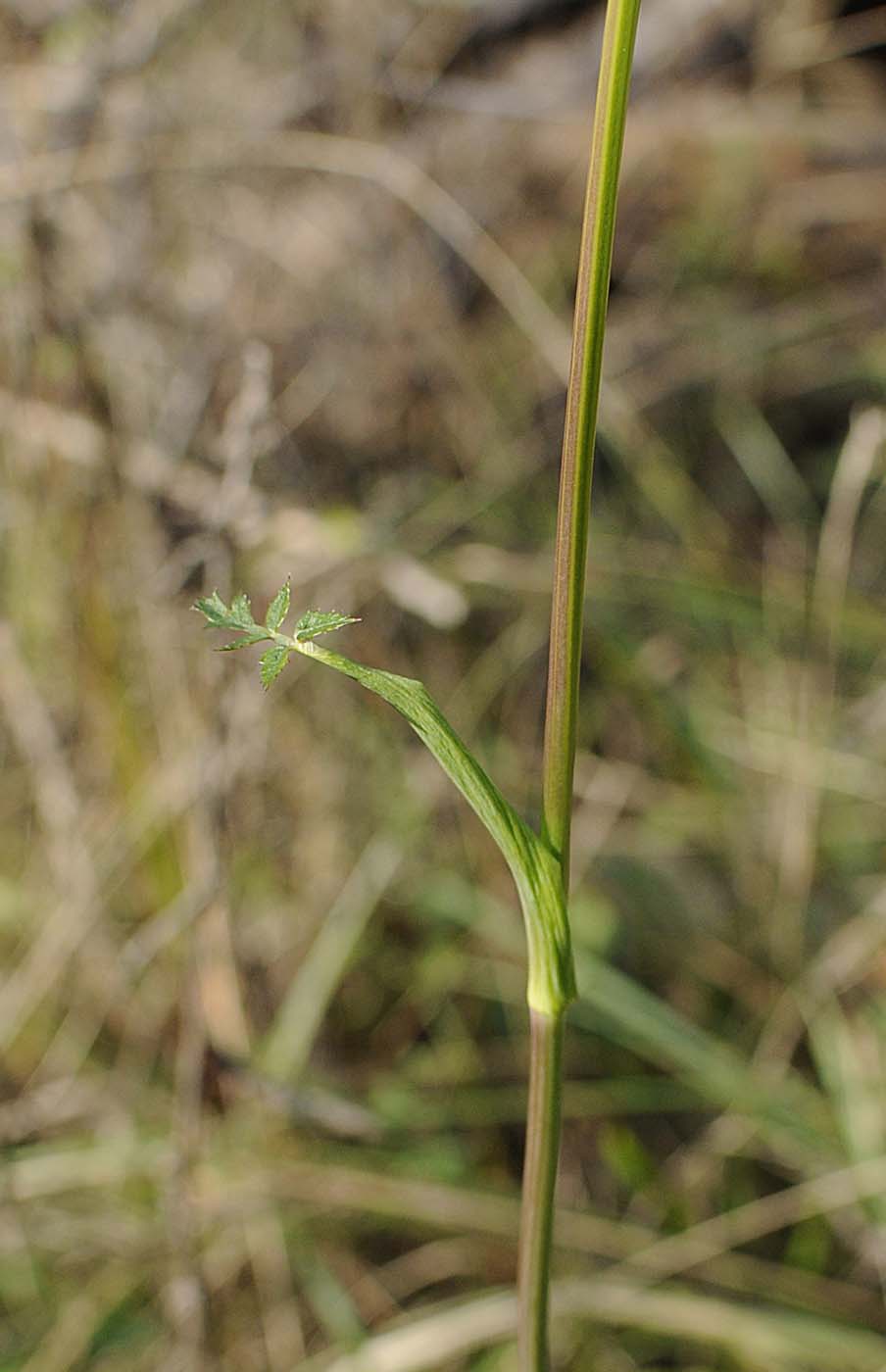Peucedanum cervaria (=Cervaria rivini ) / Imperatoria cervaria