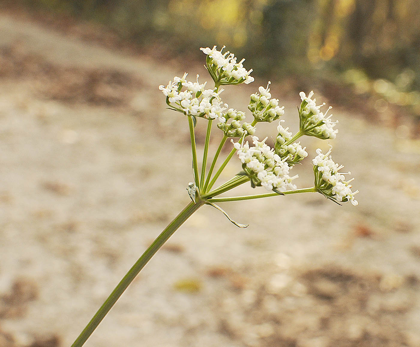 Peucedanum (=Xanthoselinum) venetum / Imperatoria veneta
