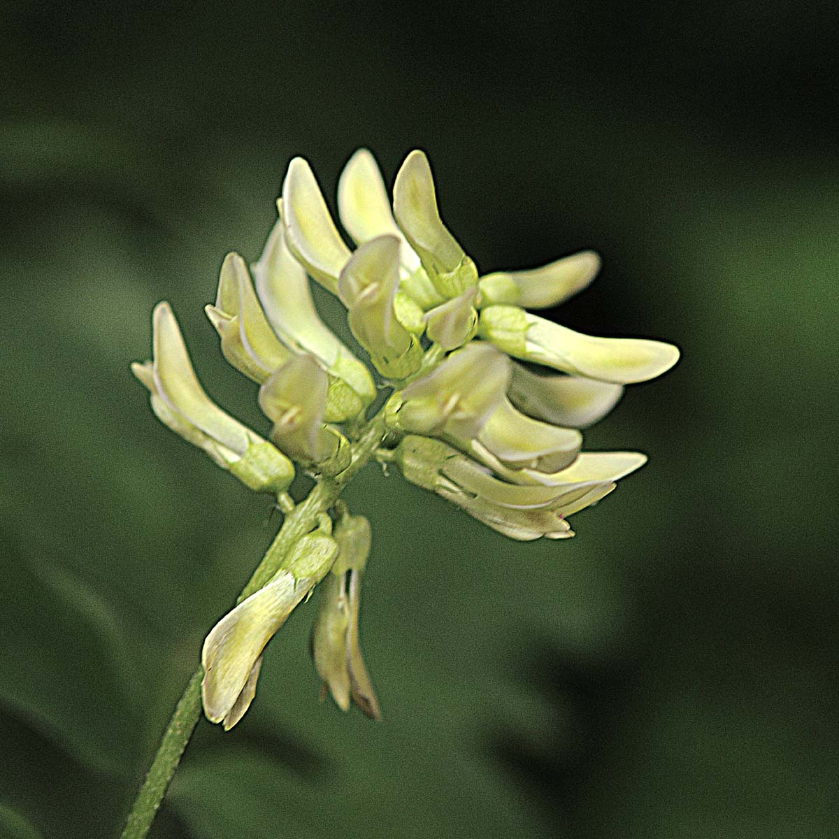 Astragalus glycyphyllos / Astragalo falsa-liquerizia