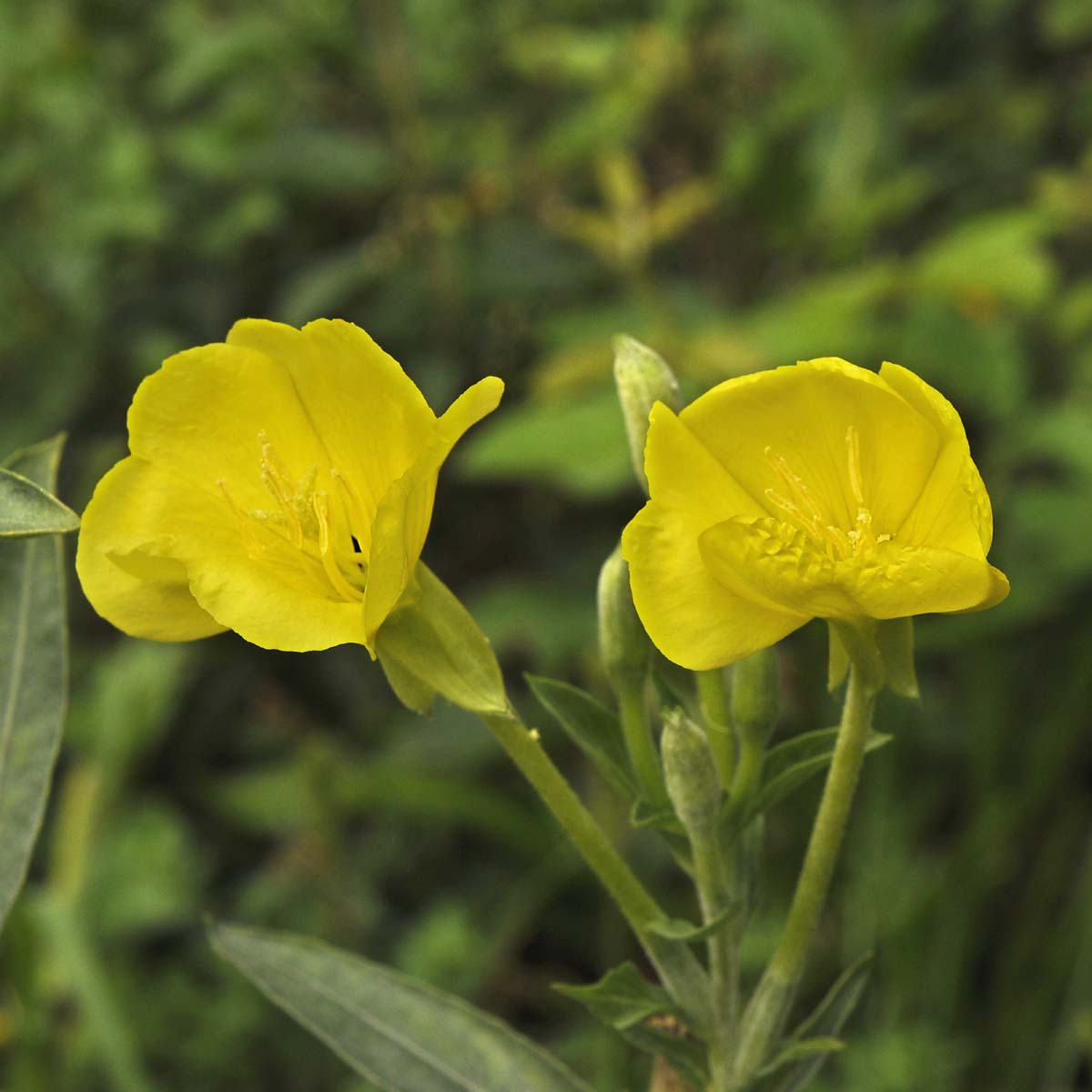 Oenothera biennis / Enagra comune