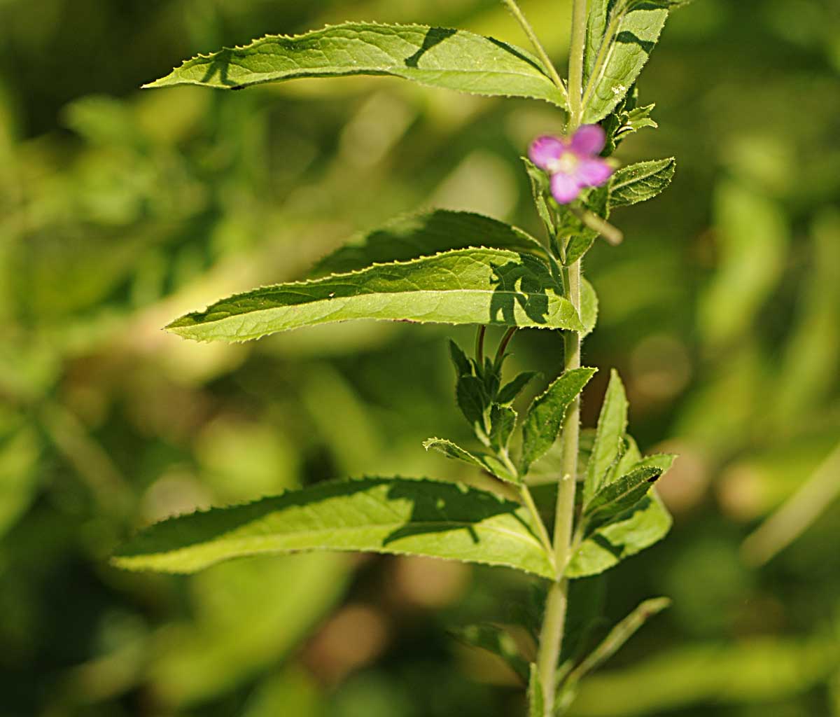 Epilobium hirsutum