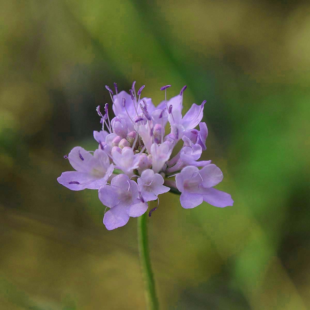 Scabiosa da determinare