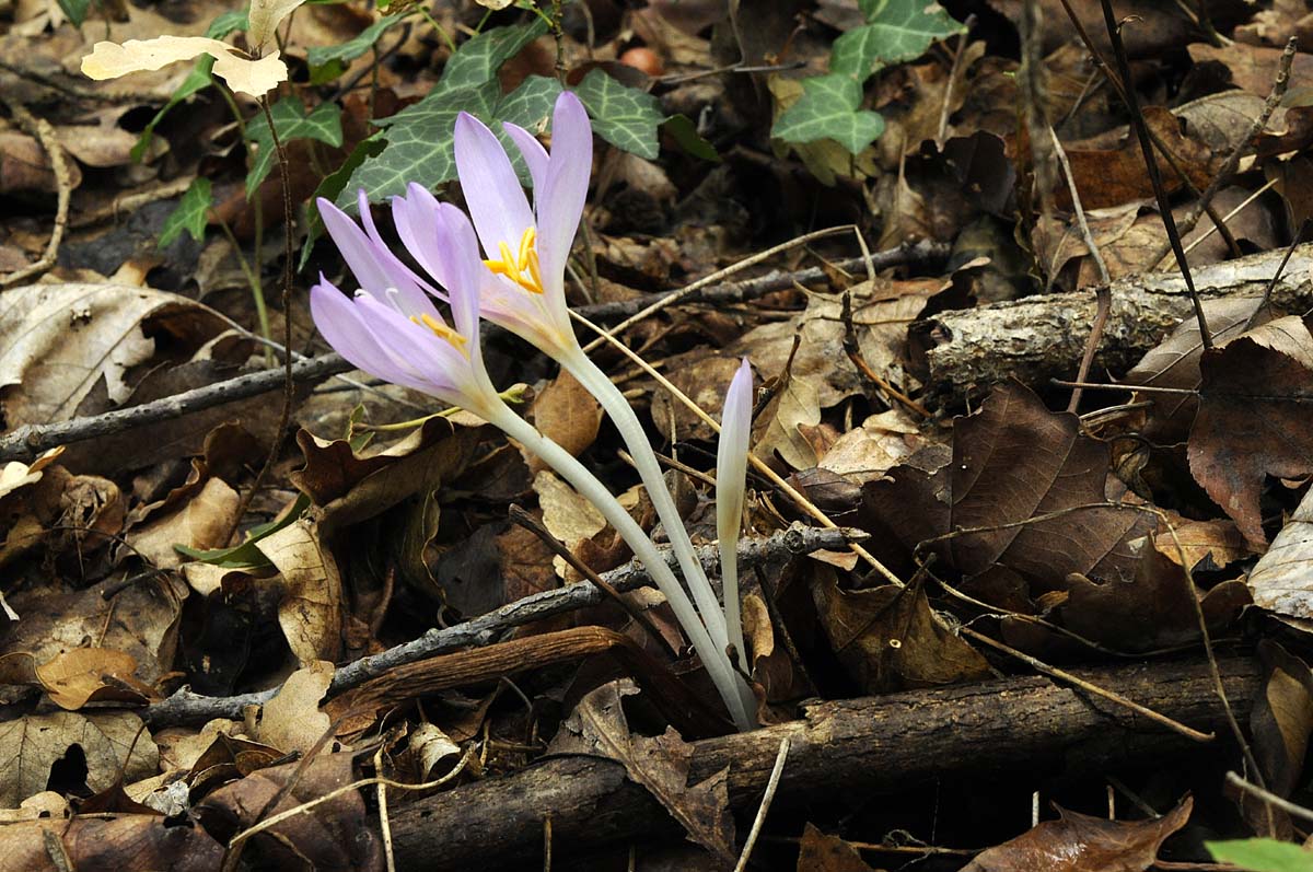 Colchicum autumnale, frutti