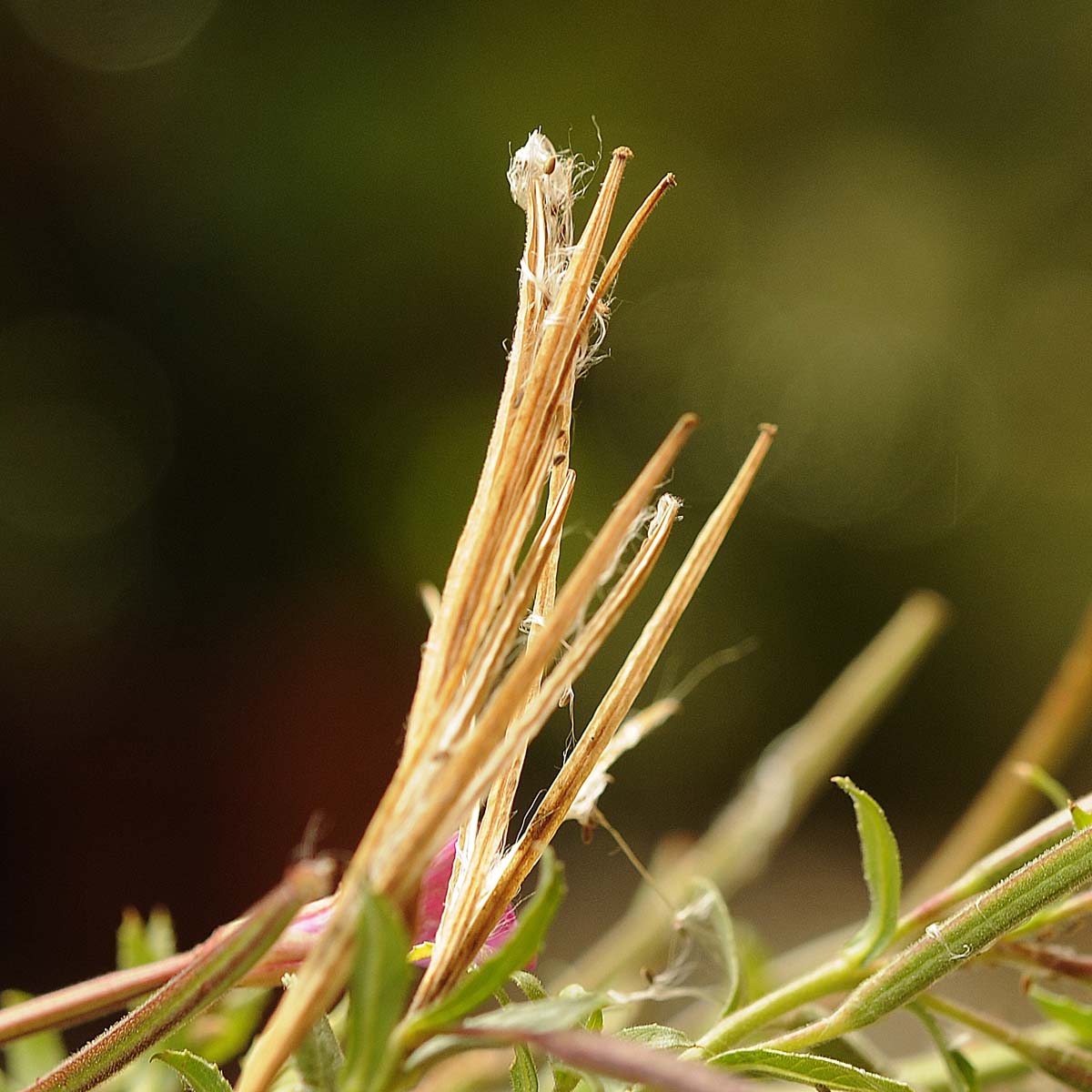 Epilobium hirsutum