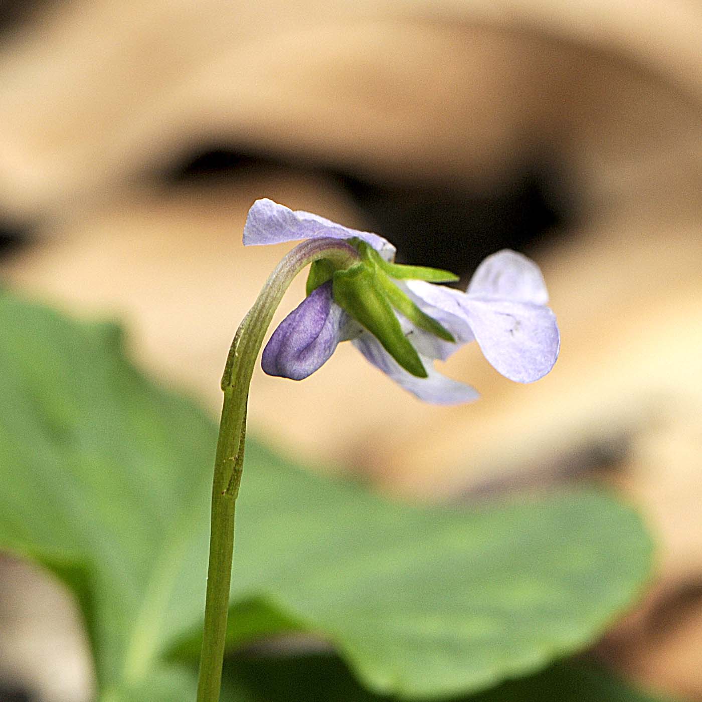 Viola reichenbachiana / Viola silvestre