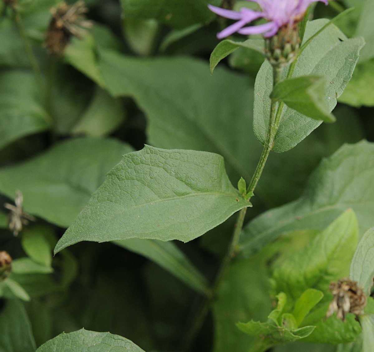 Centaurea nigrescens / Fiordaliso nerastro