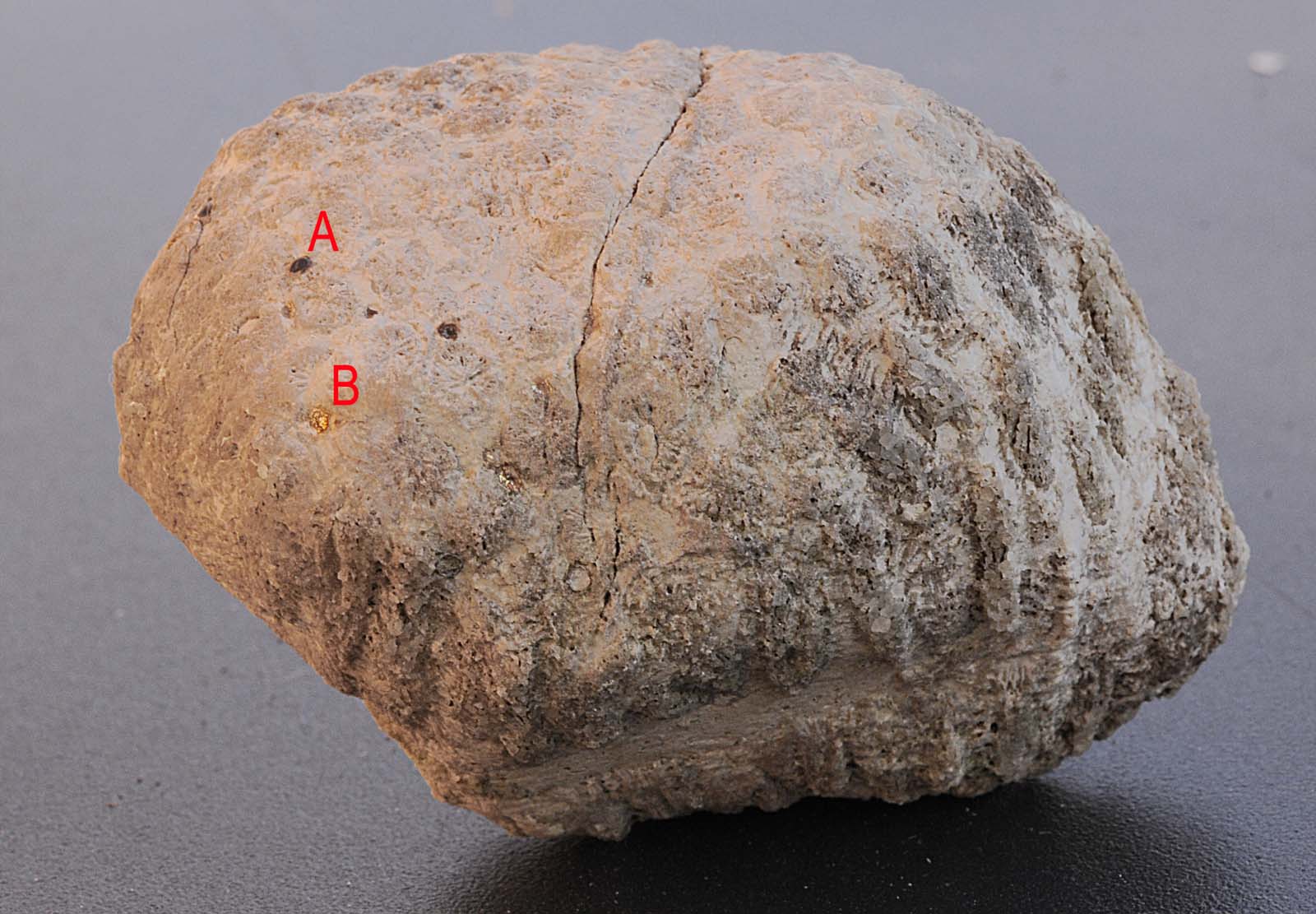 Fossile di corallo con strane inclusioni