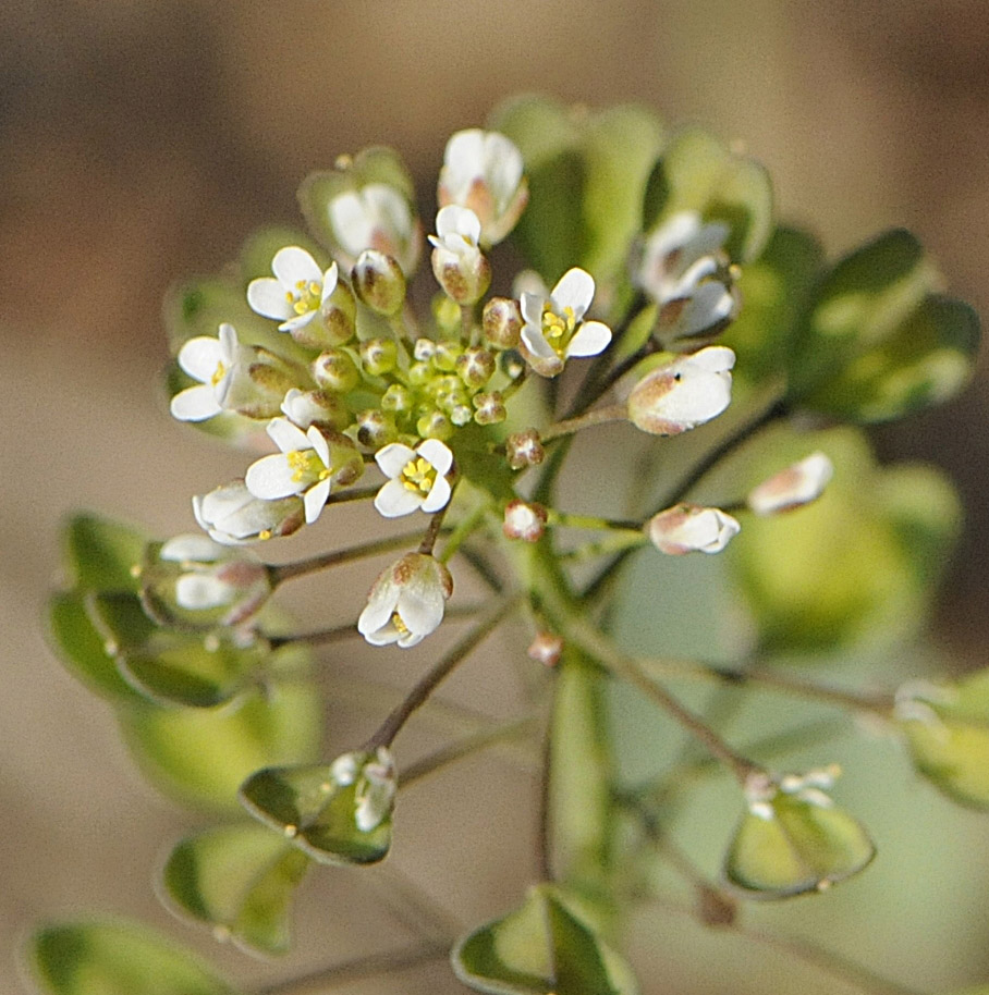 Microthlaspi perfoliatum (=Thlaspi perfoliatum ) / Erba storna perfogliata