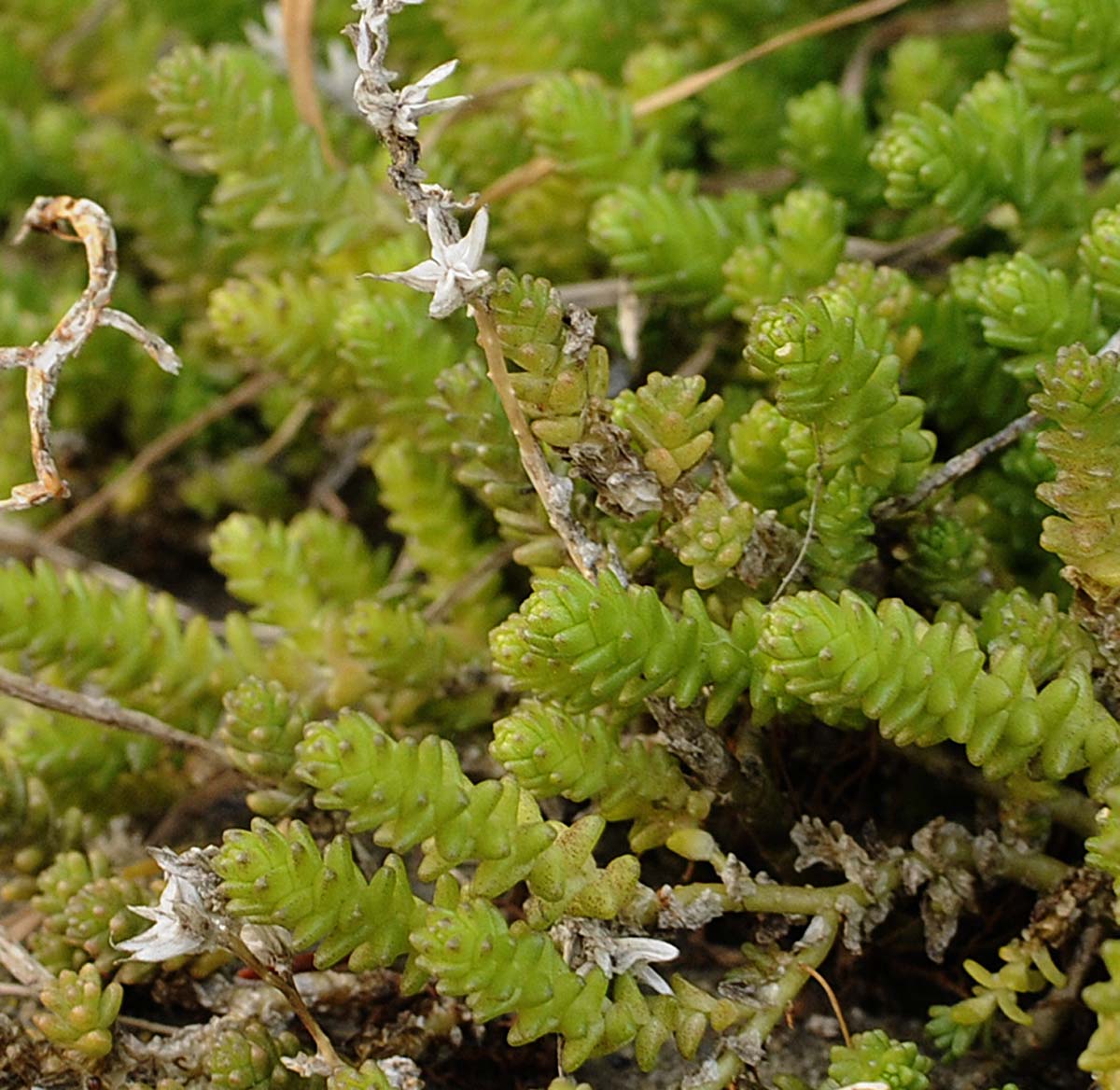 Sedum acre / Borracina acre
