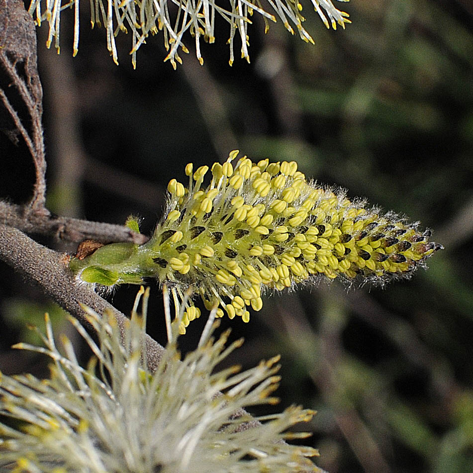 Salix cinerea / Salice cinereo