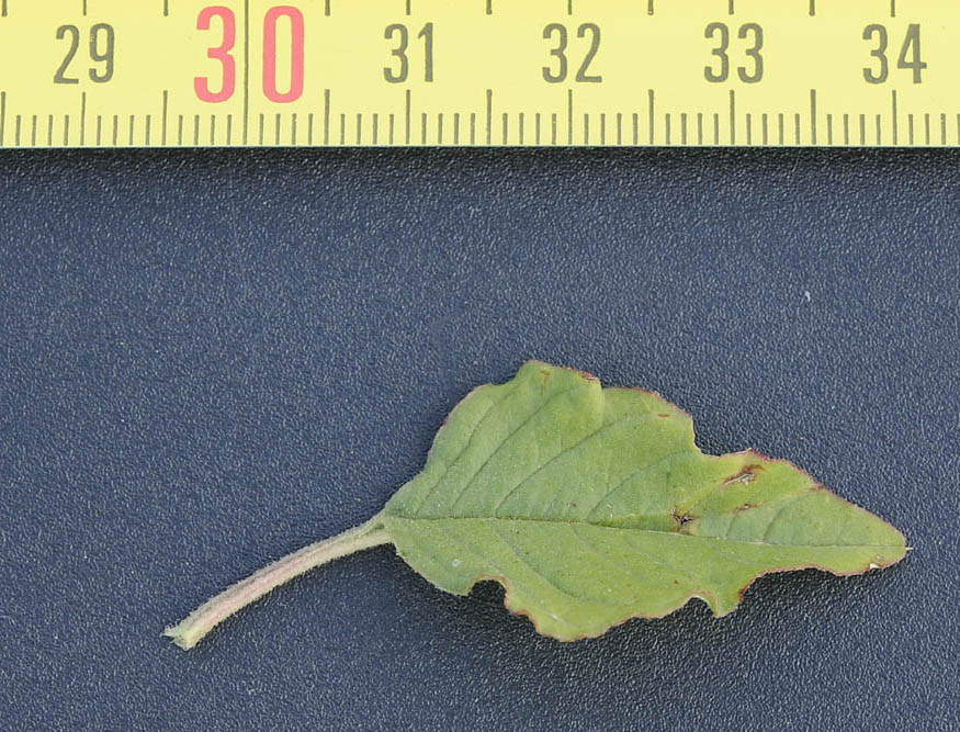 Amaranthus retroflexus  / Amaranto comune