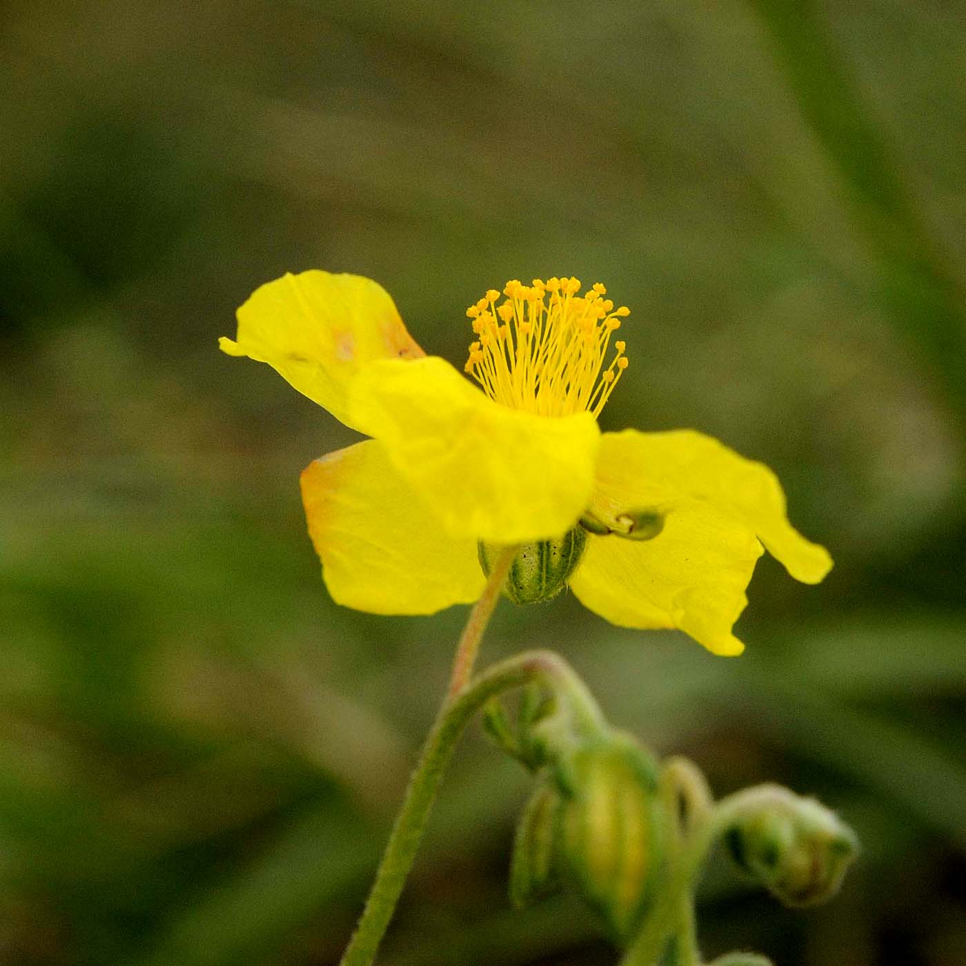 Helianthemum nummularium