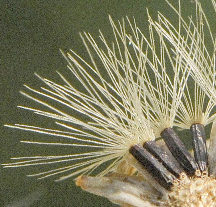Hieracium gr. sabaudum
