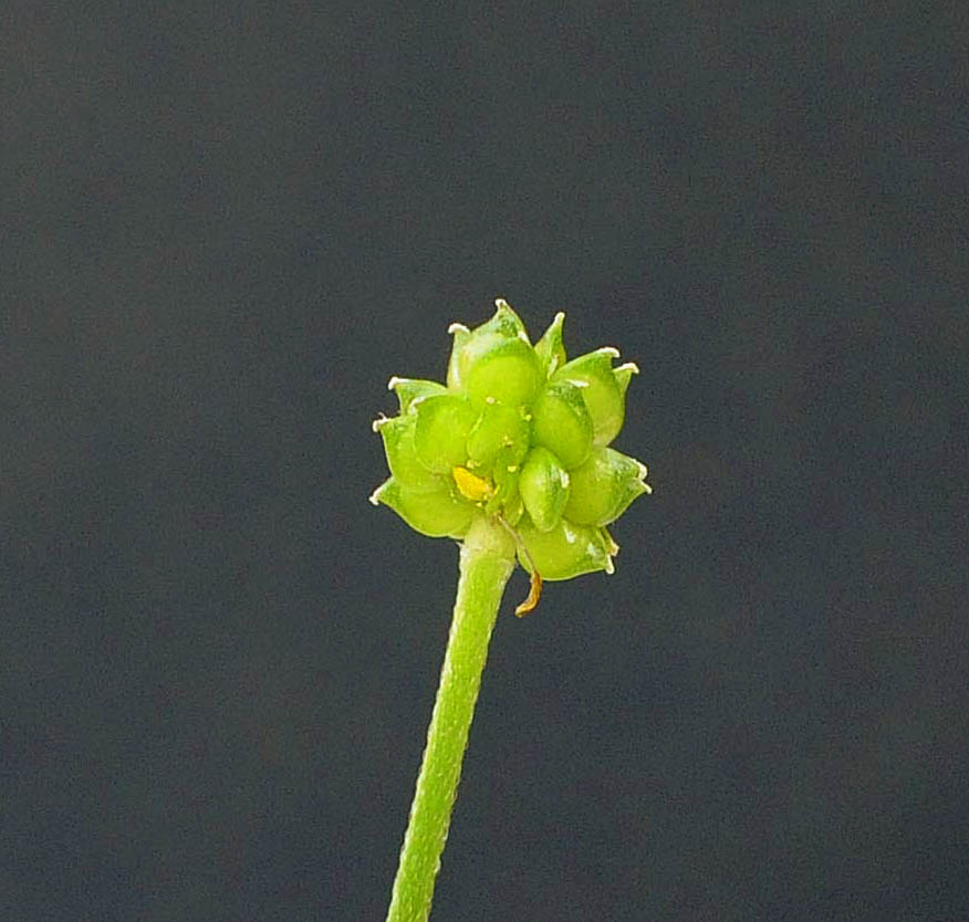 Ranunculus acris / Ranuncolo comune