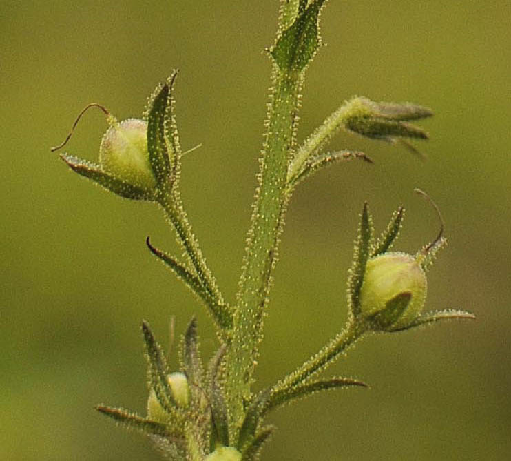 Verbascum blattaria / Verbasco polline