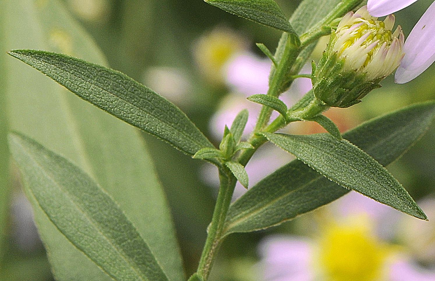 Symphyotrichum lanceolatum / Astro di Tradescant