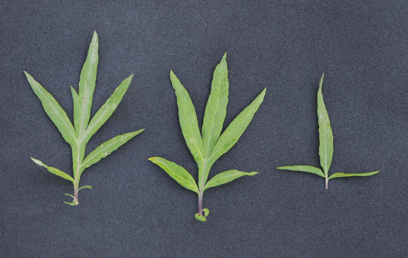 Artemisia verlotiorum / Artemisia dei fratelli Verlot