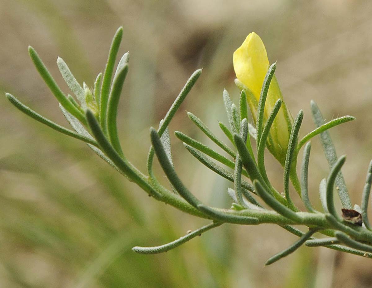 Fumana ericifolia / Fumana mediterranea