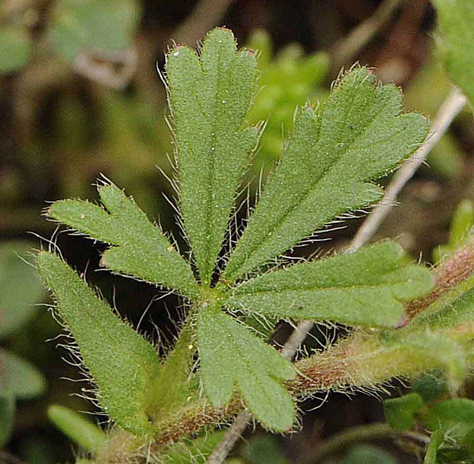 Determinare una potentilla