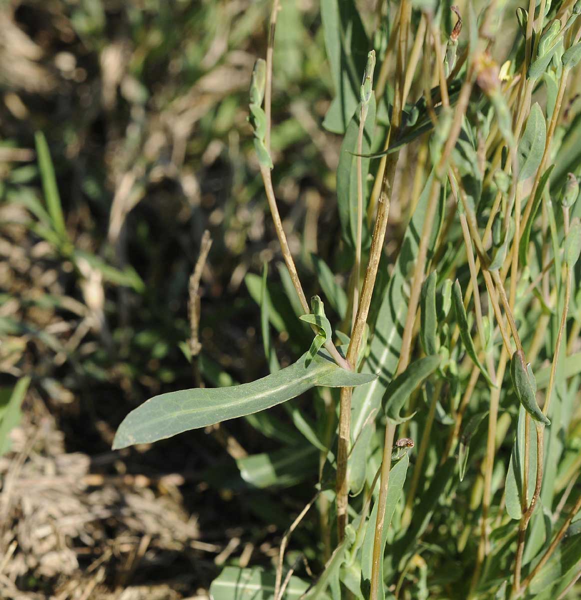 Lactuca saligna / Lattuga saligna
