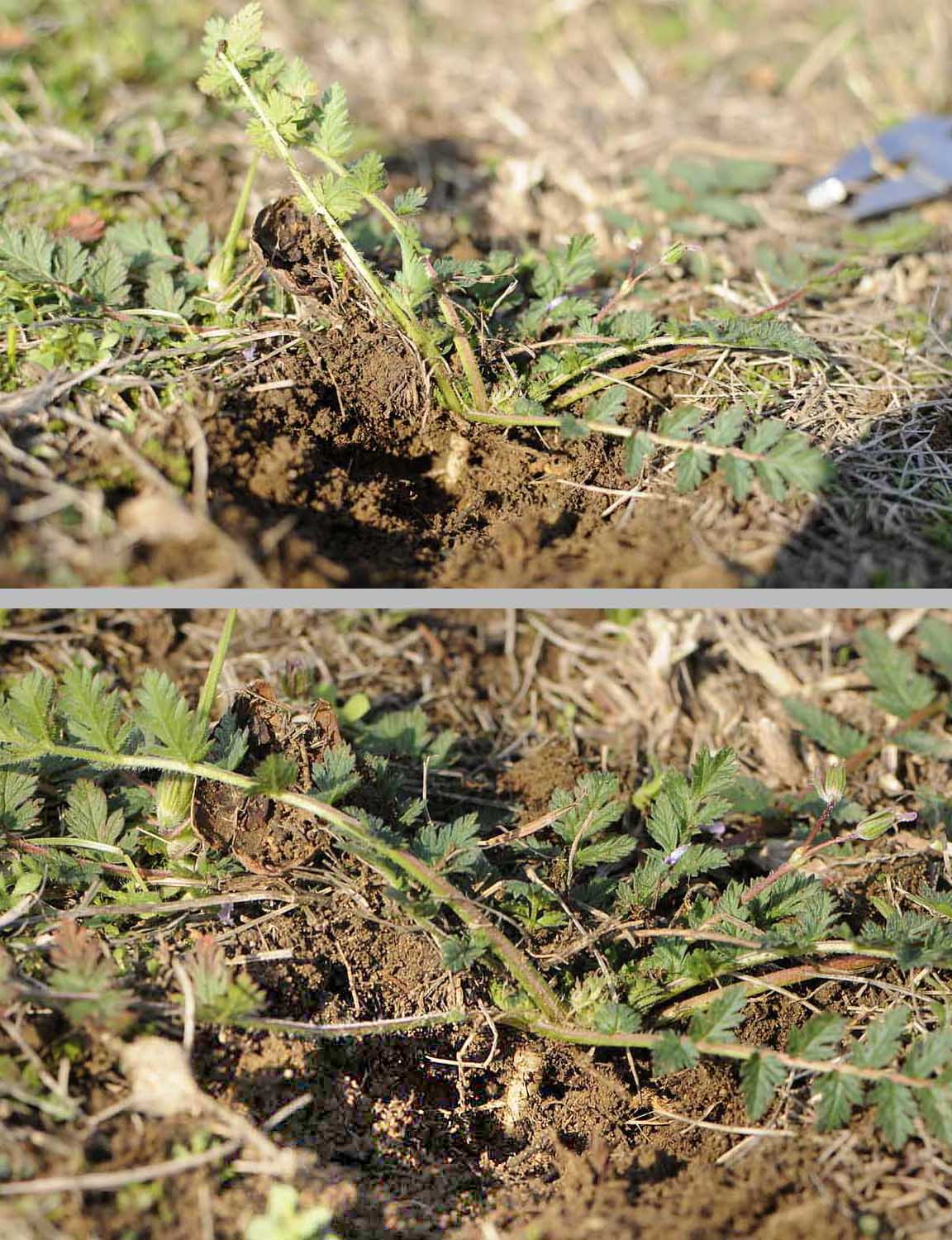 Erodium cicutarium / Becco di Gr comune