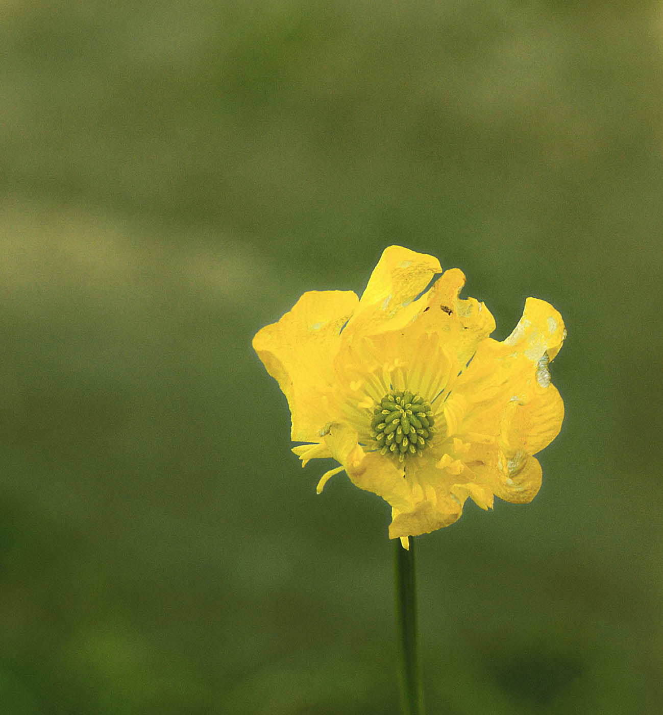 Ranunculus bulbosus  subsp. aleae