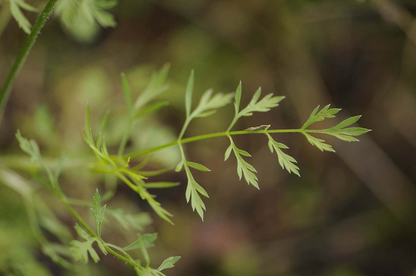 Daucus carota  / Carota selvatica