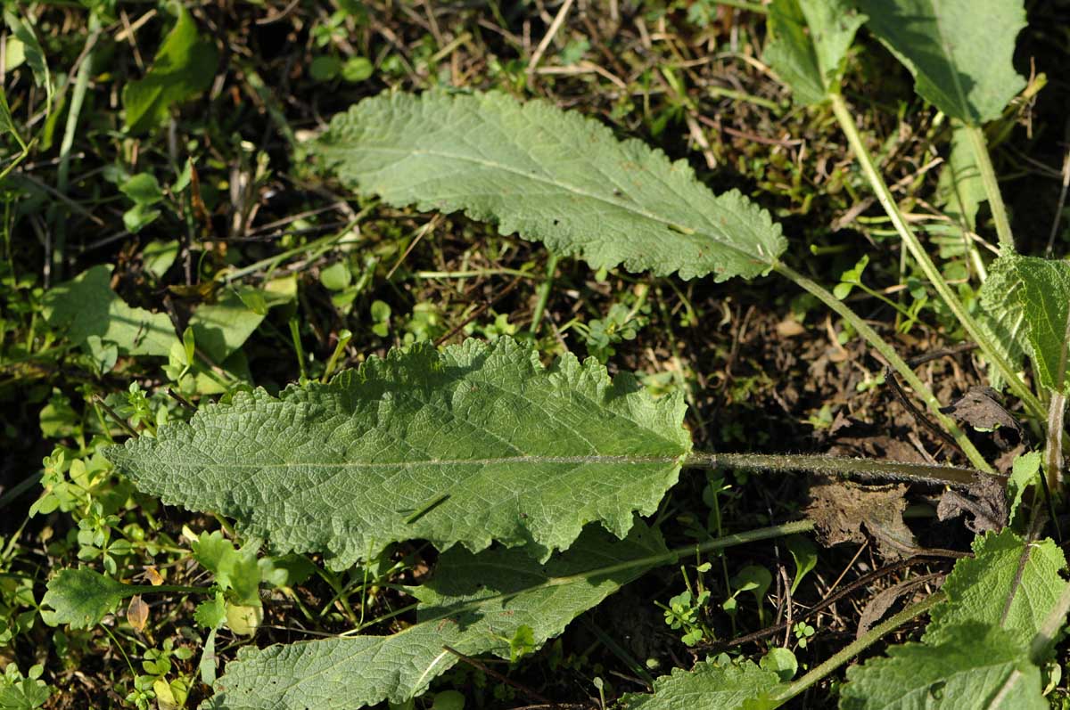 Salvia da daterminare