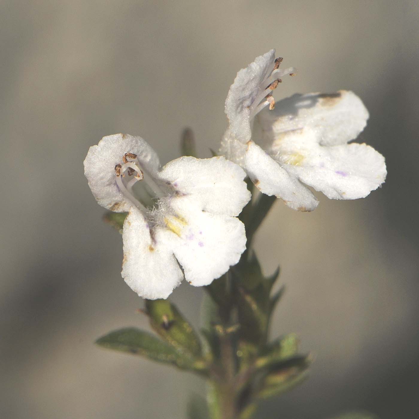 Satureja montana / Santoreggia montana