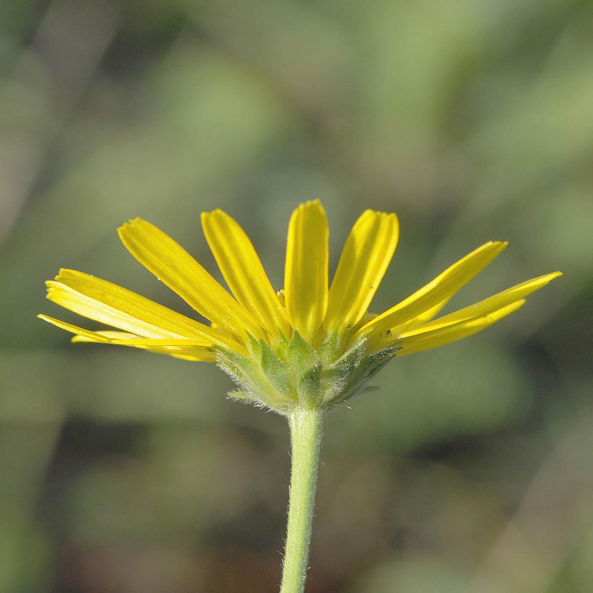 Buphthalmum salicifolium subsp salicifolium / Asteroide salicina