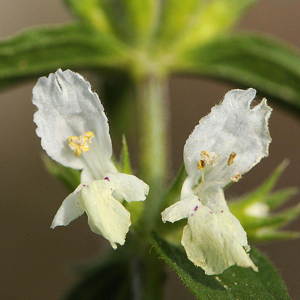 Stachys annua / Stregona annuale