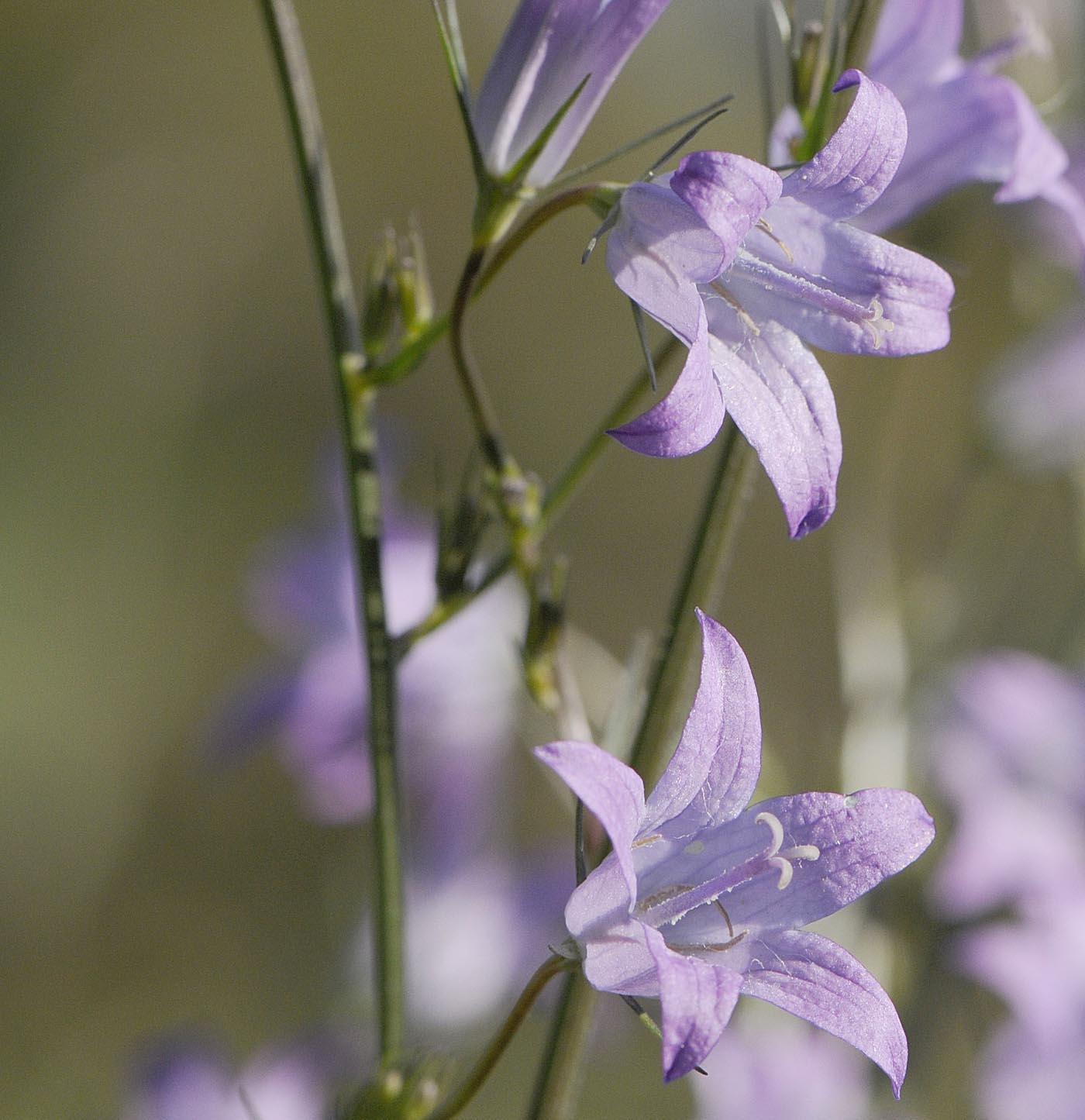 Campanula rapunculus / Raperonzolo