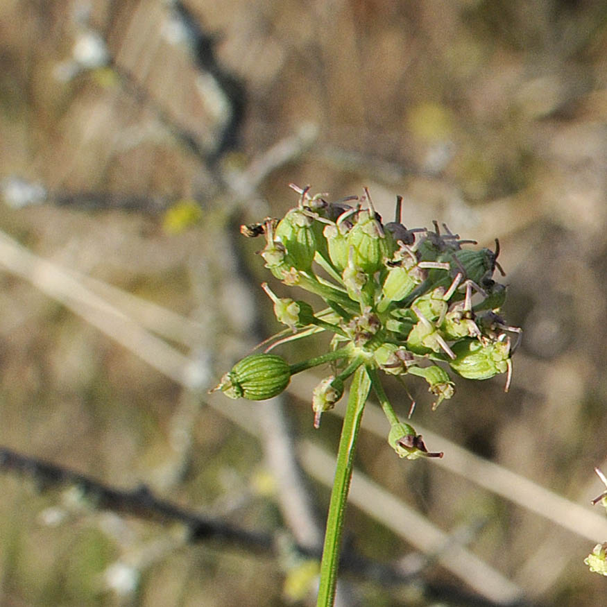 Peucedanum cervaria (=Cervaria rivini ) / Imperatoria cervaria